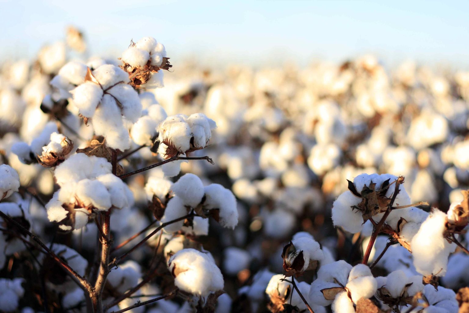 Cotton Conclave 2023