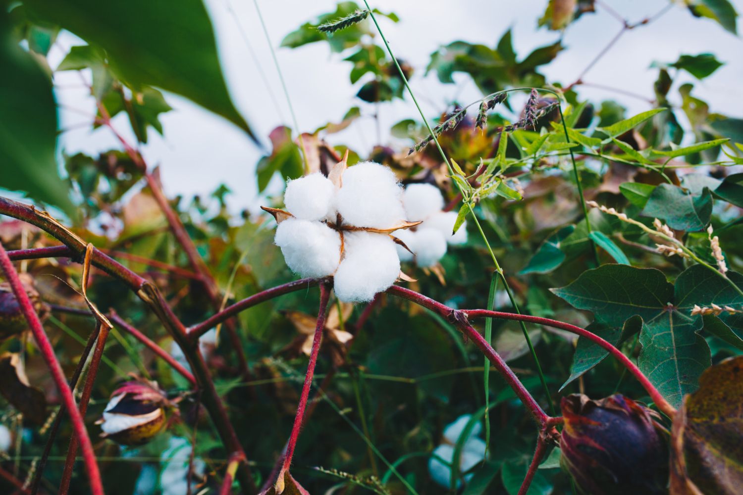 Cotton Guru Impact Report 2024
