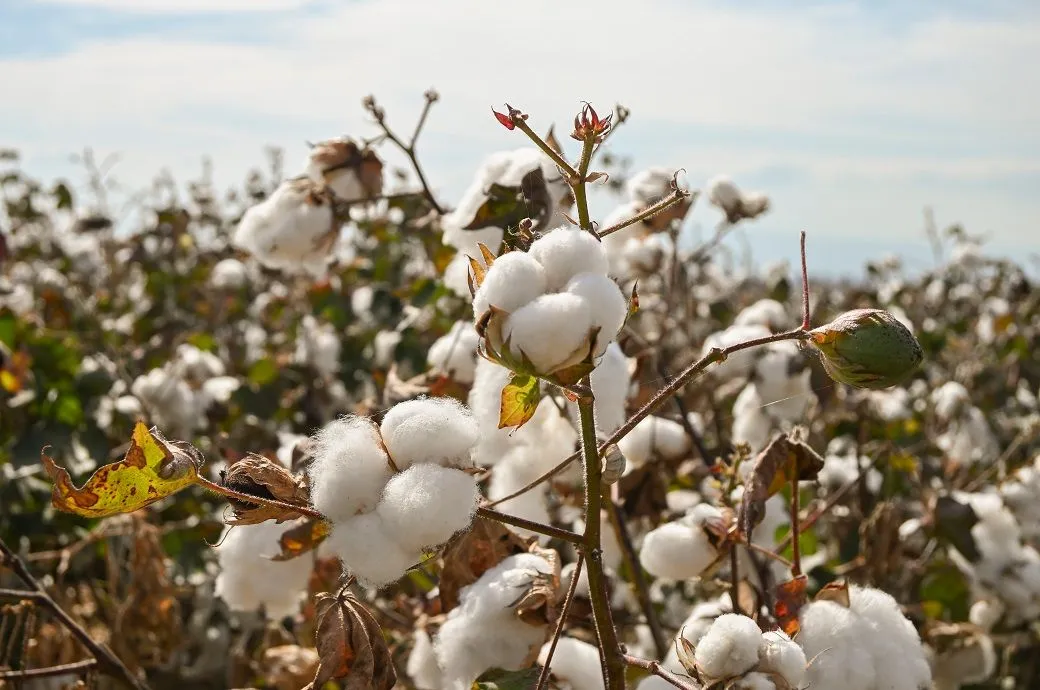 Weekly Cotton Market Update – Week 2, 2026