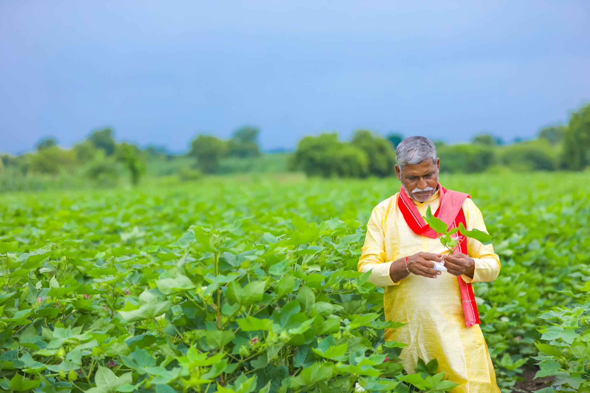 Global Cotton Market Outlook 2026