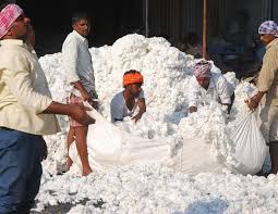 CCI reduces cotton sale price again to ...